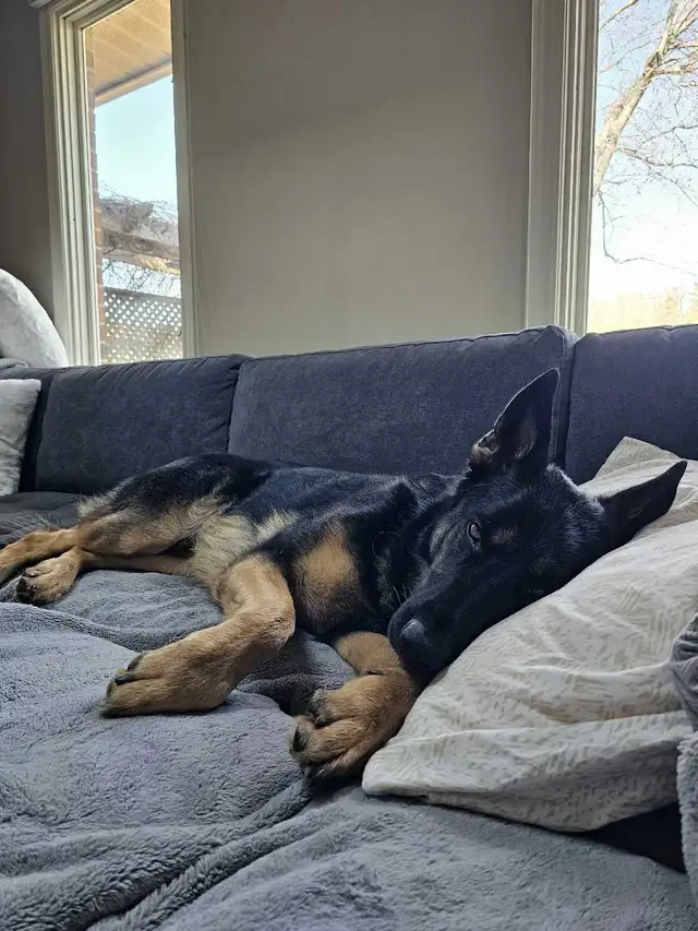 Premium Home Dog Boarding | Pickup Available | No Kennels
