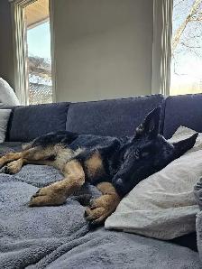 Premium Home Dog Boarding | Pickup Available | No Kennels