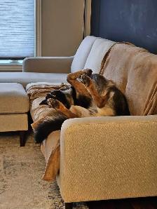 Premium Home Dog Boarding | Pickup Available | No Kennels - Photo 2