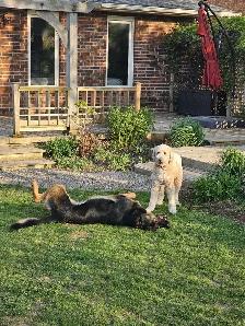 Premium Home Dog Boarding | Pickup Available | No Kennels - Photo 3