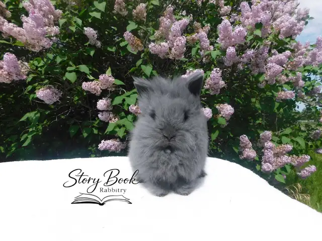 Purebred Lionhead Pet Boy