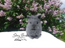 Purebred Lionhead Pet Boy
