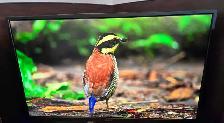 acer 32 inch 1440p gaming monitor must go today