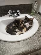 Chat a donner - Photo 2