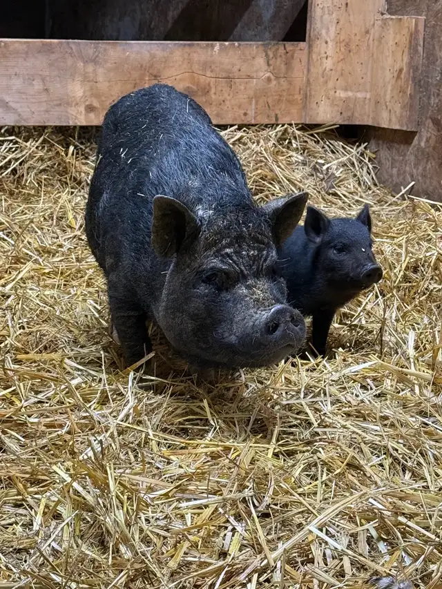 Pot Belly Pig