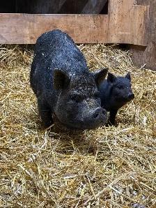 Pot Belly Pig