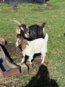 Mother and Daughter Goats