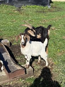 Mother and Daughter Goats - Photo 2
