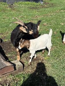 Mother and Daughter Goats - Photo 3