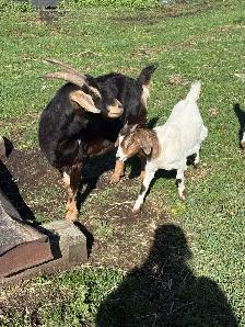 Mother and Daughter Goats - Photo 4