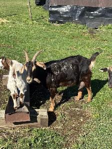 Mother and Daughter Goats - Photo 5