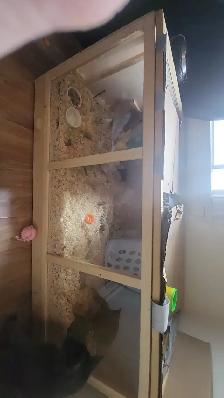 Free Hamster and Cage - Photo 2