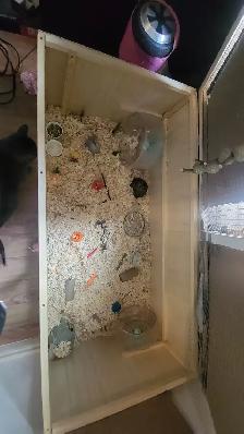 Free Hamster and Cage - Photo 3