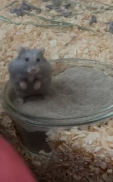Free Hamster and Cage - Photo 4