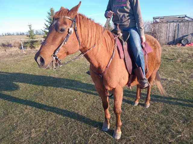 Meet Peppy