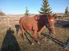 Meet Peppy - Photo 2