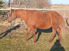 Meet Peppy - Photo 4