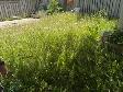 JT Lawn Care and Cleaning Servicing Guelph and Area - Photo 5