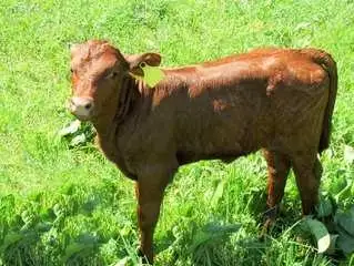 Red Heifer Calf