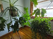 Moving Sale - Photo 9