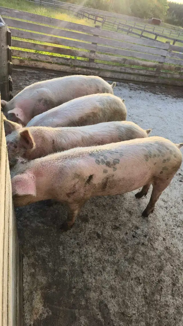 4 PIGS FOR SALE  !