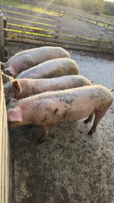 4 PIGS FOR SALE  !