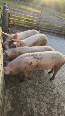 4 PIGS FOR SALE  ! - Photo 2