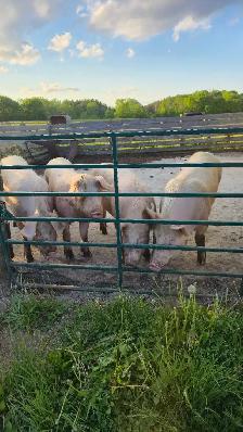 4 PIGS FOR SALE  ! - Photo 3