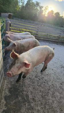 4 PIGS FOR SALE  ! - Photo 4