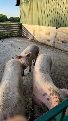 4 PIGS FOR SALE  ! - Photo 5