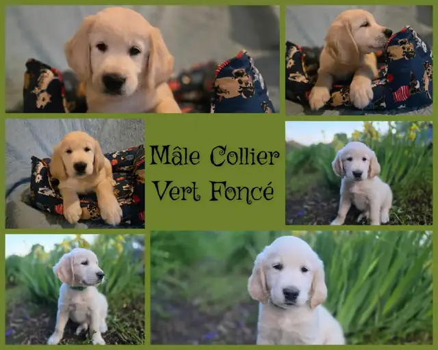 GOLDEN RETRIEVER PURE prêts à partir