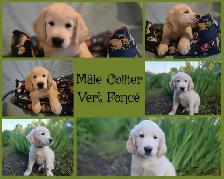 GOLDEN RETRIEVER PURE prêts à partir