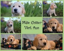 GOLDEN RETRIEVER PURE prêts à partir - Photo 2