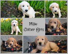 GOLDEN RETRIEVER PURE prêts à partir - Photo 3