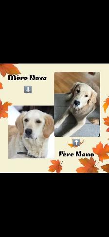 GOLDEN RETRIEVER PURE prêts à partir - Photo 4