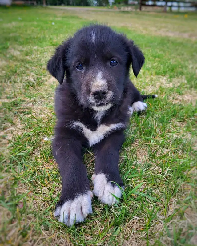 puppies for sale