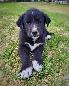 puppies for sale