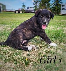 puppies for sale - Photo 2