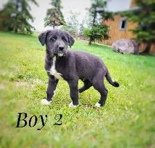 puppies for sale - Photo 3