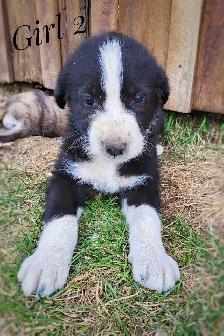 puppies for sale - Photo 4