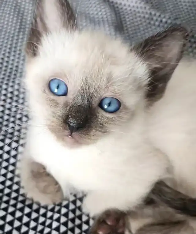 Siamois
