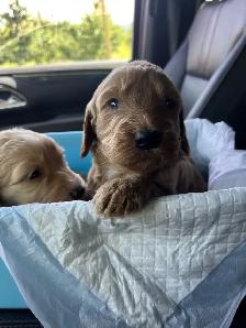 F1B Golden Doodle Puppies - Photo 2