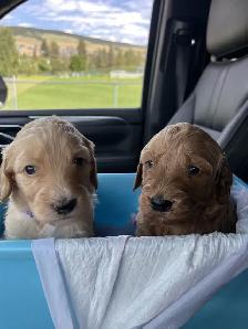 F1B Golden Doodle Puppies - Photo 3