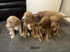 F1B Golden Doodle Puppies - Photo 4