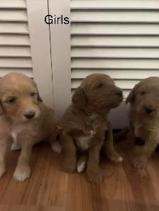 F1B Golden Doodle Puppies - Photo 5