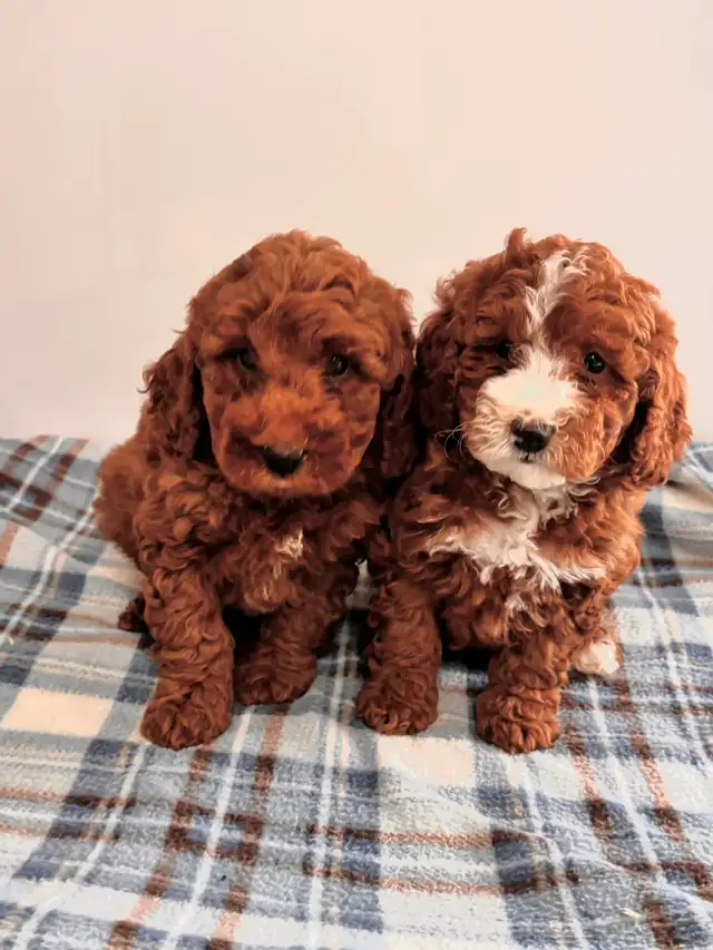 Chiots CANICHES&nbsp.Mini POODLE puppies