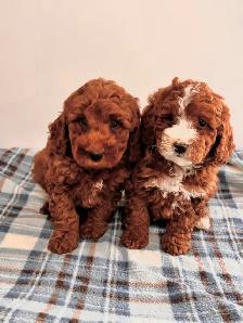Chiots CANICHES&nbsp.Mini POODLE puppies