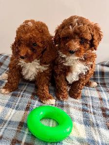 Chiots CANICHES&nbsp.Mini POODLE puppies - Photo 2