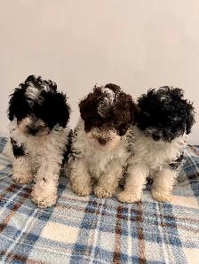 Chiots CANICHES&nbsp.Mini POODLE puppies - Photo 3
