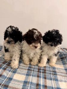 Chiots CANICHES&nbsp.Mini POODLE puppies - Photo 4